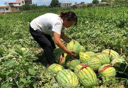 2000個西瓜被砍爛 兩三萬斤西瓜突遭滅頂之災(zāi) 瓜農(nóng)欲哭無淚