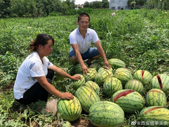 2000個(gè)西瓜被砍爛新進(jìn)展 警方：帶刀傷西瓜約600個(gè) 并非兩千個(gè)